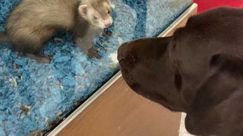 Adorable interaction between a pup and ferret