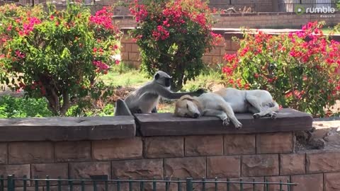 Monkey Hilariously Pets Unsuspecting Sleeping Dog