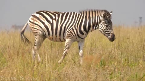 African Safari - Amazing Wildlife of African Savanna | Relaxation Film
