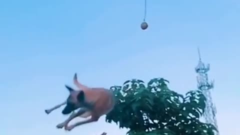 Dog that fly