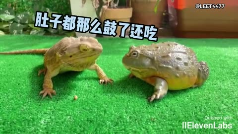 Animal World Funny English Voiceover Bullfrog I'm really steamed!
