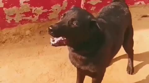 Dog Barking Sounds Video
