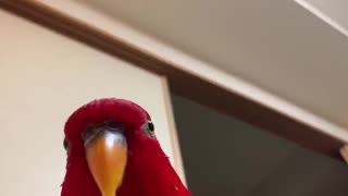 Red birb "GUMI" wuewuewuewuewue....