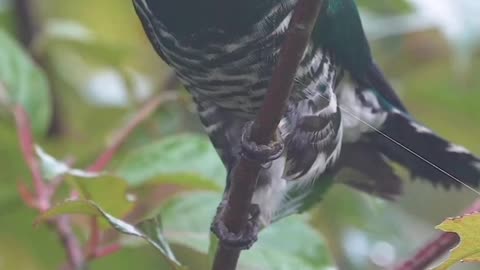 The Majestic Golden Cuckoo Bird