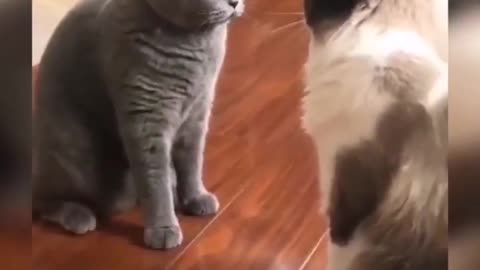 Funny cats video tiktok viral 2024 #6