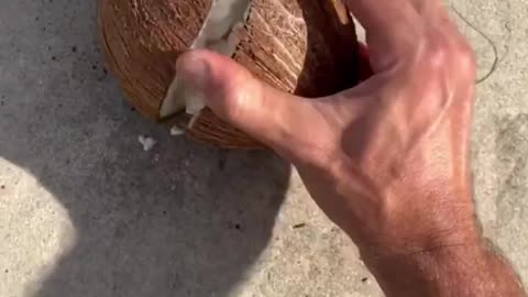 INSIDE A SPROUTED COCONUT ALSO CALLED QUEENS BREAD