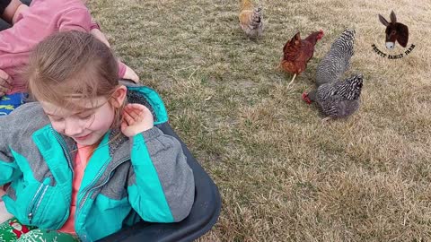 Wow! Those Chickens Love Hearing the Treat Bag!