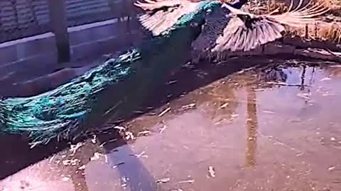 The peacock flies high
