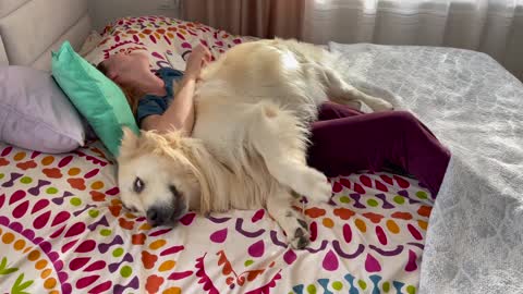 Golden Retriever demands attention from his human Mom