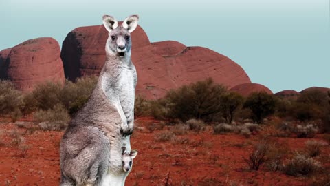 If Kangaroos could Talk (animation)