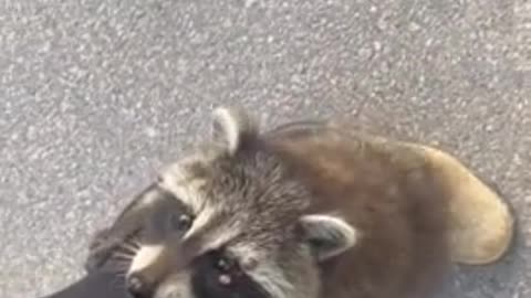 Wild baby raccoon climbs up woman's leg