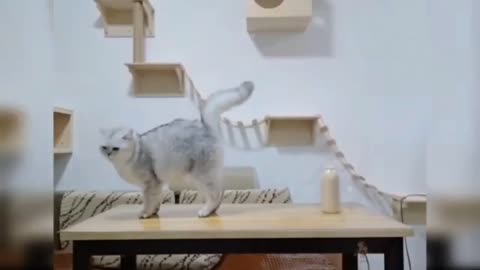 Oh my god cat funny videos 2022