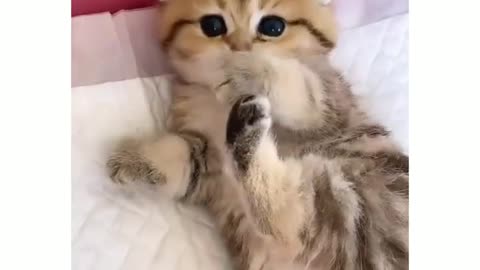 Cute kitten video 😍#cute #cats #animallover