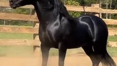 Horse dancing scene