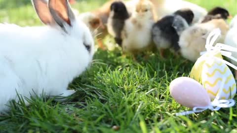 Close up newborn chickens and easter bunny in warm tone on the grass field on green background.2021