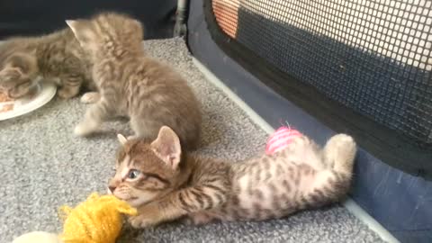 Kittens eating food for the first time