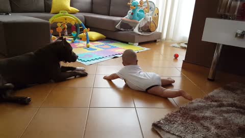 Baby practices to crawl around family's Pit Bull
