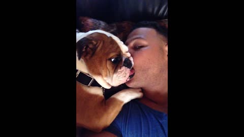 Adorable bulldog puppy loves owner's kisses