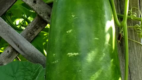 All bottle gourd harvest in 2022 #2 #bottlegourd