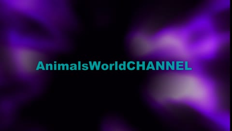 CHANNEL ANIMAL