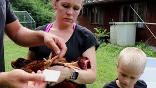 How to Treat Bumblefoot in chickens