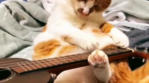 Funny cat