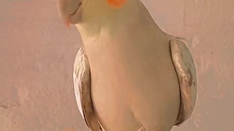 Pearl Cockatiel Beauty