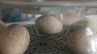 Turkey about to hatch