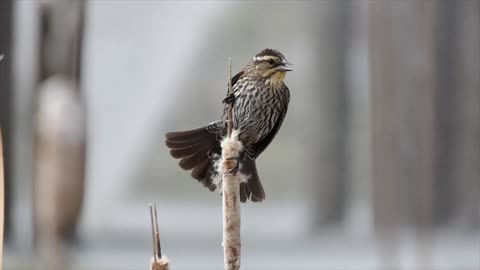 1 hour of Calming Birds Meditation Relaxation Deep sleep Focus Study