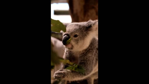 Enchanting Encounters: Embracing the Grace of Koala Bears
