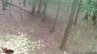 Deer Stand Trail Cam