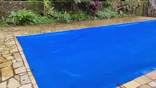 Pup Plays on Covered Pool