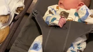 Baby and Miniature Dachshund Enjoy Bouncing Together