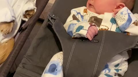 Baby and Miniature Dachshund Enjoy Bouncing Together