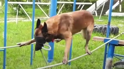 Harsh Police Dog Training