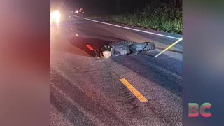 Firefighters remove massive gator lunging at cars on the road