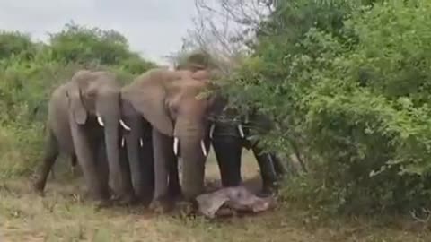 How Elephant gives birth to baby