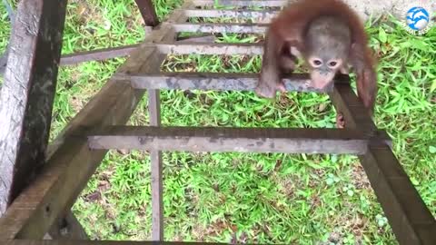 ORANGUTAN BABY SCHOOL