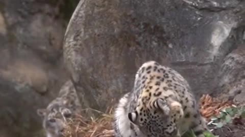 Snow leopard