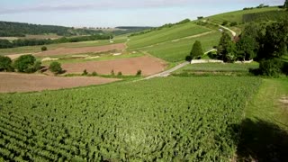 Champagne vineyards hit by fungus in wet summer