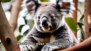 "Koala Moments: Heartwarming Encounters in the Eucalyptus Forest"