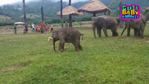 Cute Baby Elephant Playing With Dog and Get Frustated