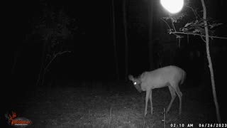 Cabin Trail Cam