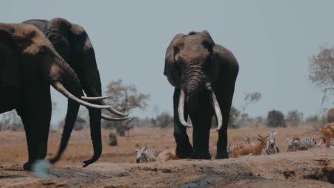 Elephant Family walk field