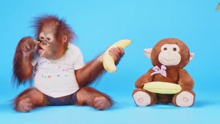 Animalia - Baby Orangutan Benji tries some fresh fruits ASMR