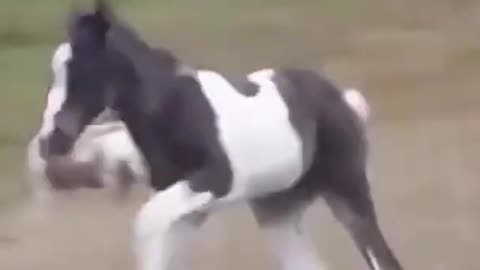 Funny horse #shorts