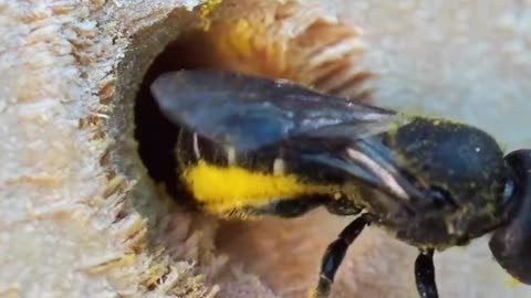 "Buzzing Heroes: Unleashing the Power of Wild Bees as Earth's Unsung Pollinators"
