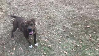 Tiger The Pit Bull