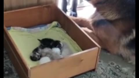 Dogs watch over cats new litter of kittens