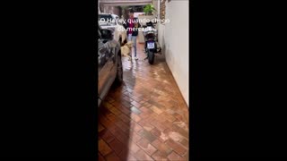 Dog Helps Bring in Groceries